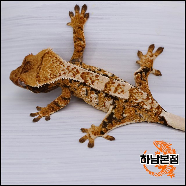 Tangerine Drippy White Spot Tri Extreme Harlequin