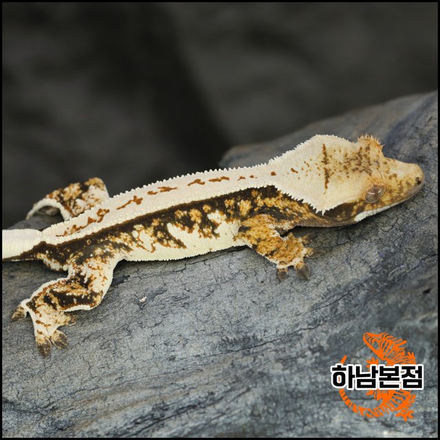 트라이 풀핀 핀스트라이프