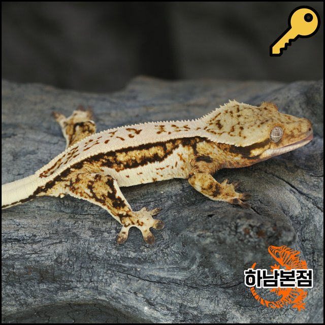 트라이 풀핀 쿼드 핀스트라이프