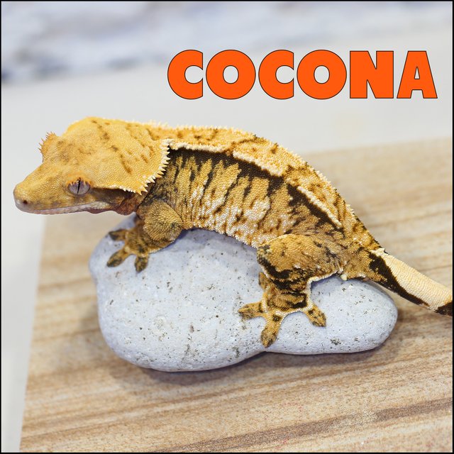 트라이 익스트림할리퀸 텐저린