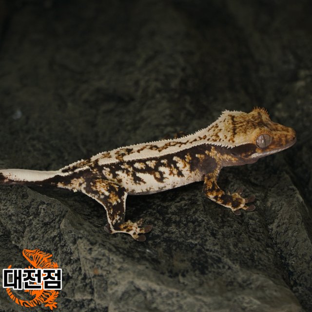 Normal Tri White Crown White Porthole White Spot Quad