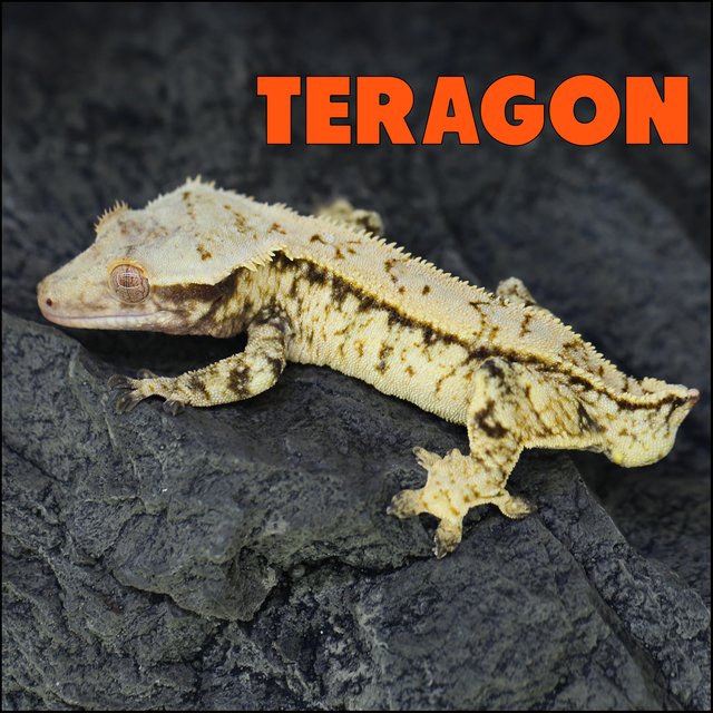 100% Het Chocho Tri Extreme Harlequin