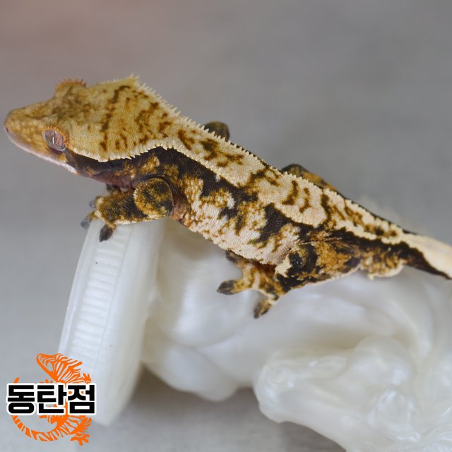 Normal Tri Extreme Harlequin Tangerine