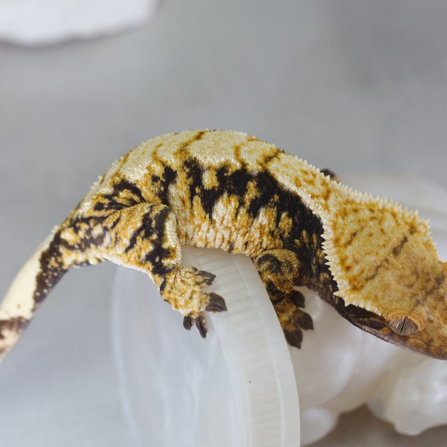 노멀 트라이 익스트림할리퀸 텐저린