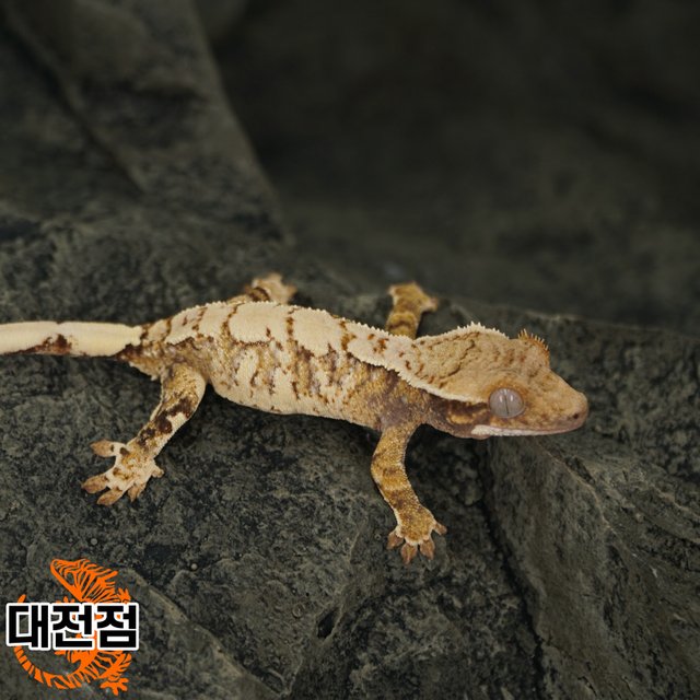 Normal Extreme Harlequin White Crown White Porthole White Spot Tri