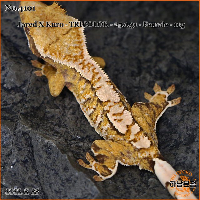 Tri Extreme Harlequin