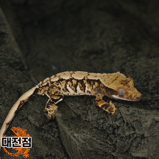 Tri Extreme Harlequin White Crown White Porthole White Spot