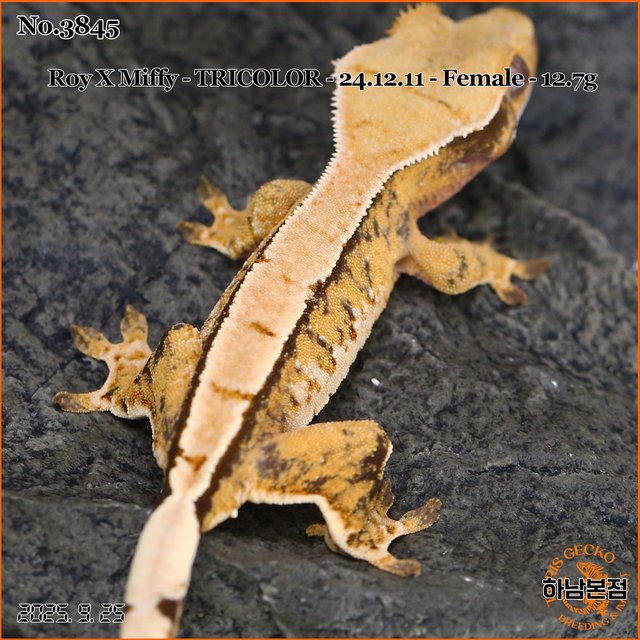 Tri Extreme Harlequin Tangerine