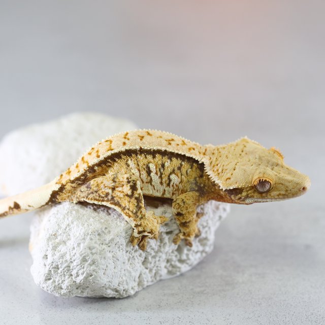 노멀 트라이 익스트림할리퀸 핀스트라이프 텐저린