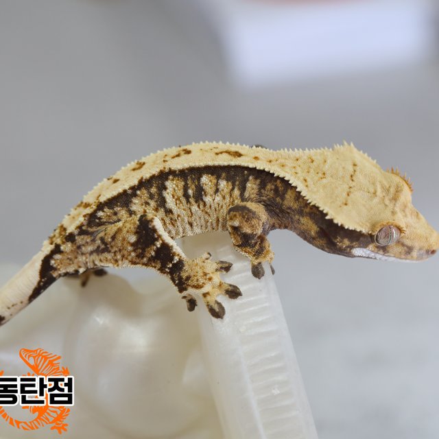 노멀 트라이 익스트림할리퀸 화이트스팟 텐저린