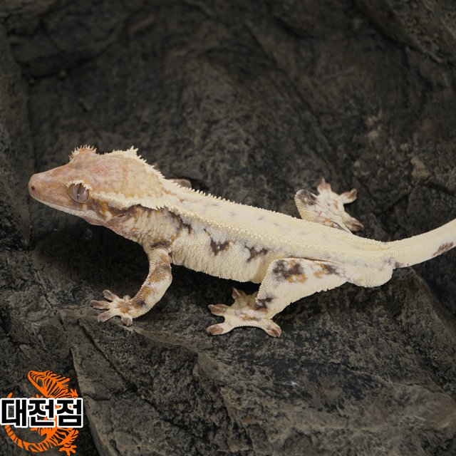 릴리 세이블 프라푸치노 카푸치노 트라이 솔리드백