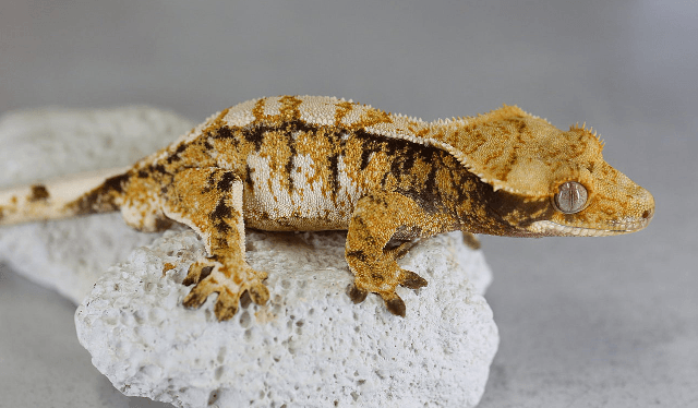 트라이 텐저린 익스트림할리퀸 노멀 화이트포트홀