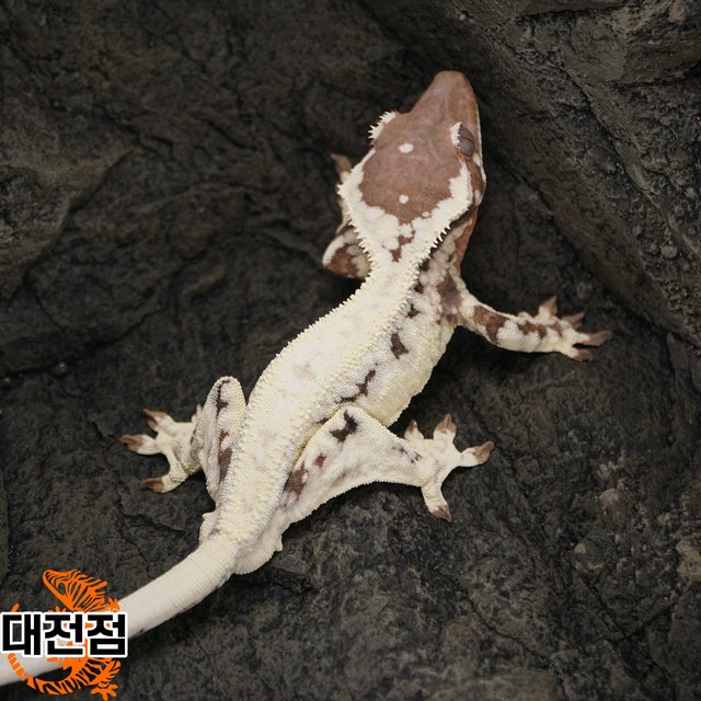 카푸치노 프라푸치노 릴리화이트 트라이