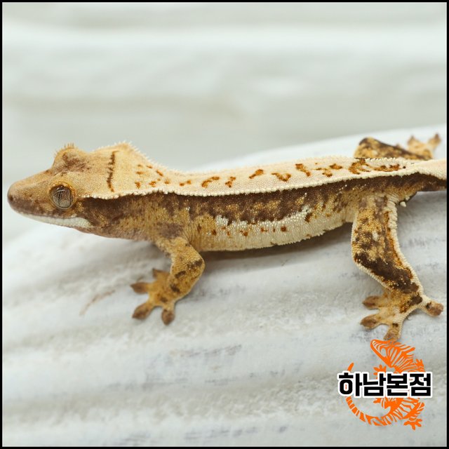 트라이 쿼드 화이트포트홀