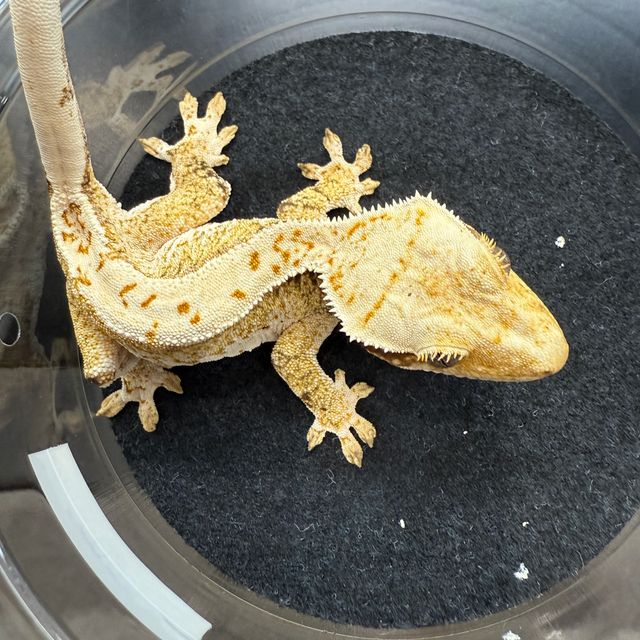 트라이