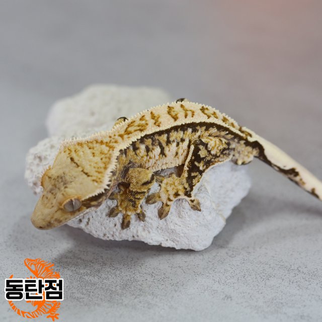 노멀 트라이 핀스트라이프 익스트림할리퀸 텐저린