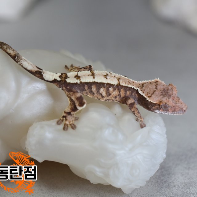 세이블 익스트림할리퀸 트라이 드리피 화이트스팟