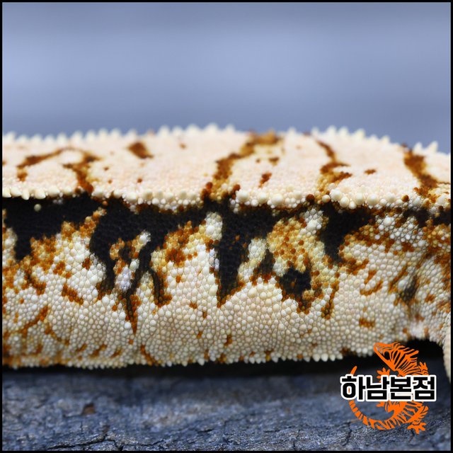 Tri Tangerine Extreme Harlequin White Spot