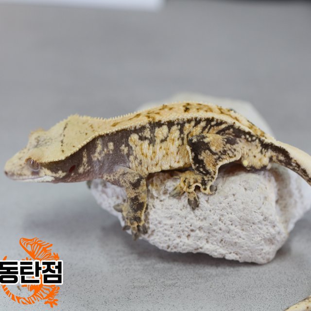 노멀 트라이 익스트림할리퀸 텐저린