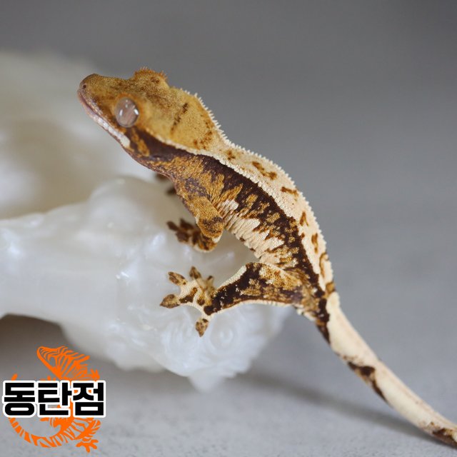 Extreme Harlequin Normal White Crown Tri White Spot Tangerine