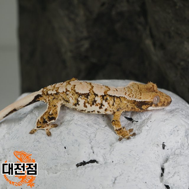 Normal Tri Extreme Harlequin White Crown White Porthole White Spot