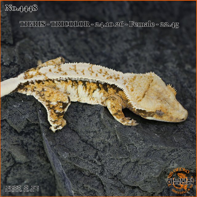 Tri Extreme Harlequin Drippy