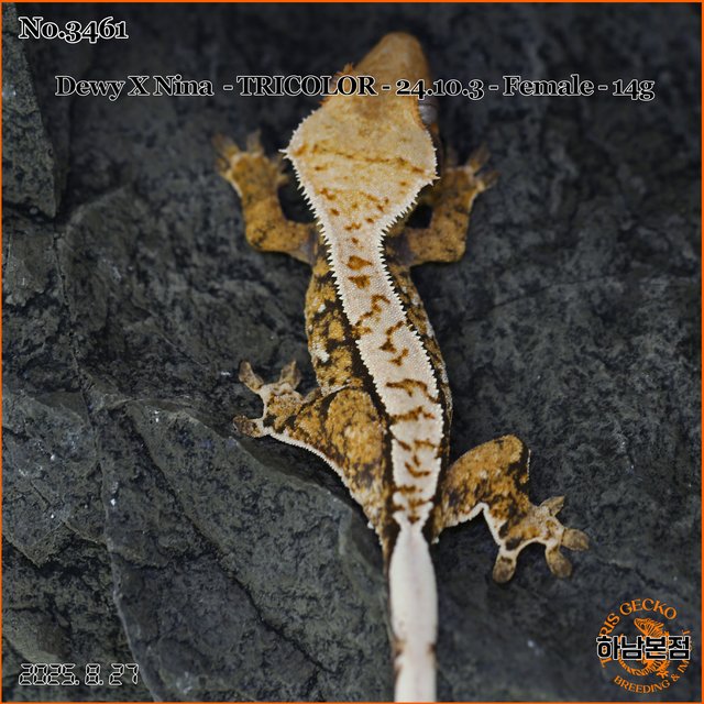 Tri Extreme Harlequin