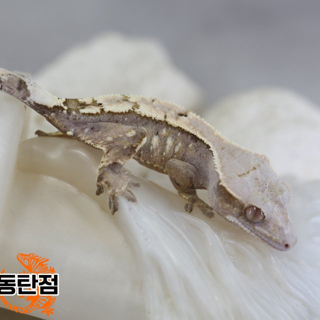 Sable Tri Extreme Harlequin White Spot White Crown