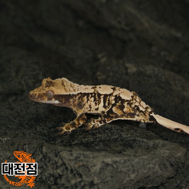 Normal Tri White Crown White Porthole Extreme Harlequin