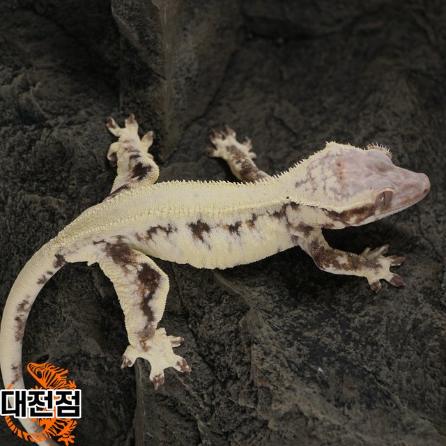 프라푸치노 솔리드백 화이트크라운 카푸치노 릴리화이트