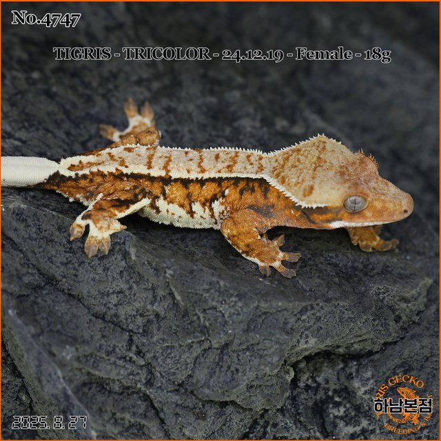 Tri Tangerine Extreme Harlequin