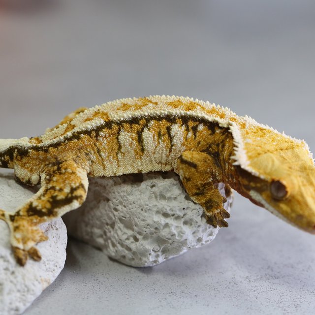 Extreme Harlequin Normal Tangerine Tri