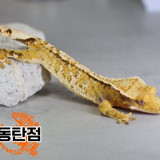 노멀 트라이 익스트림할리퀸 텐저린 화이트포트홀