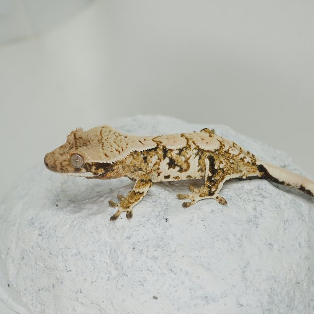 Extreme Harlequin Normal White Crown Tri White Spot White Porthole