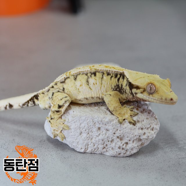 노멀 트라이 익스트림할리퀸 화이트스팟 화이트포트홀