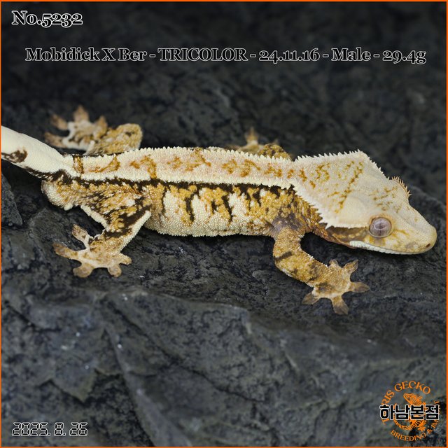 Tri Extreme Harlequin White Spot