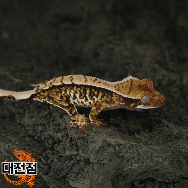 Normal Tri White Crown Extreme Harlequin White Porthole White Spot