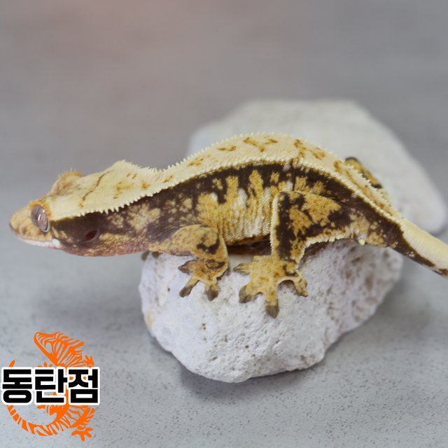 노멀 트라이 익스트림할리퀸 텐저린