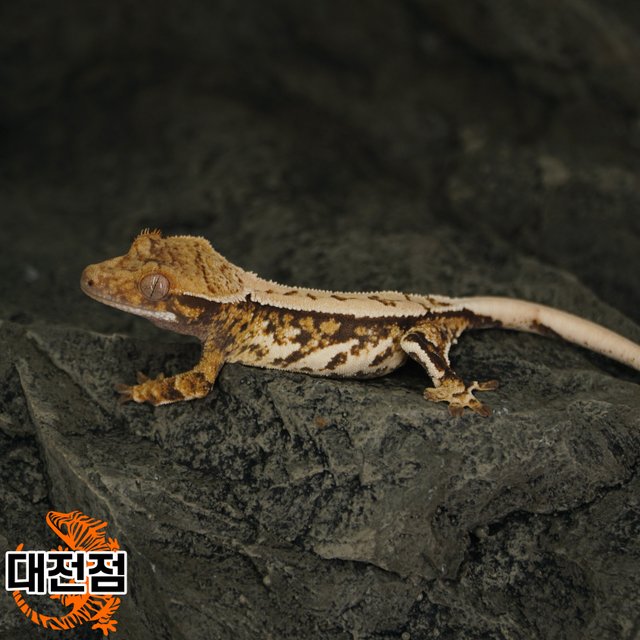 Normal Tri White Crown Quad White Porthole White Spot