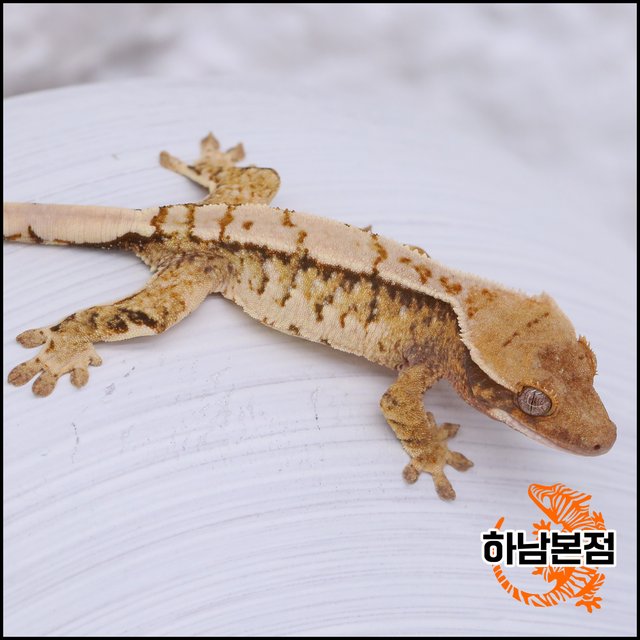 Extreme Harlequin White Crown White Spot Tri