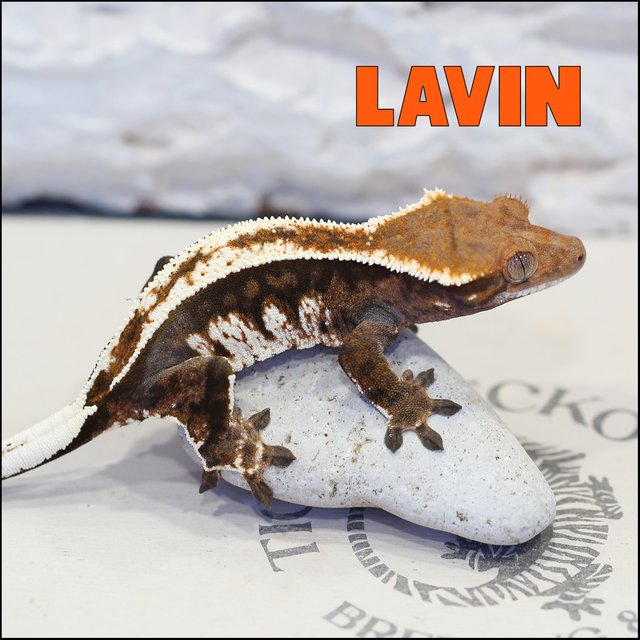 카푸치노 트라이 익스트림할리퀸