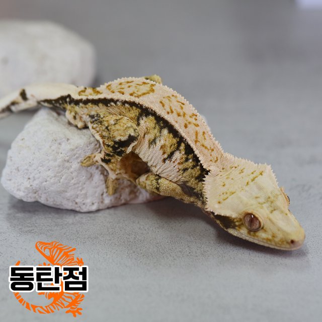 Normal Tri Extreme Harlequin Tangerine