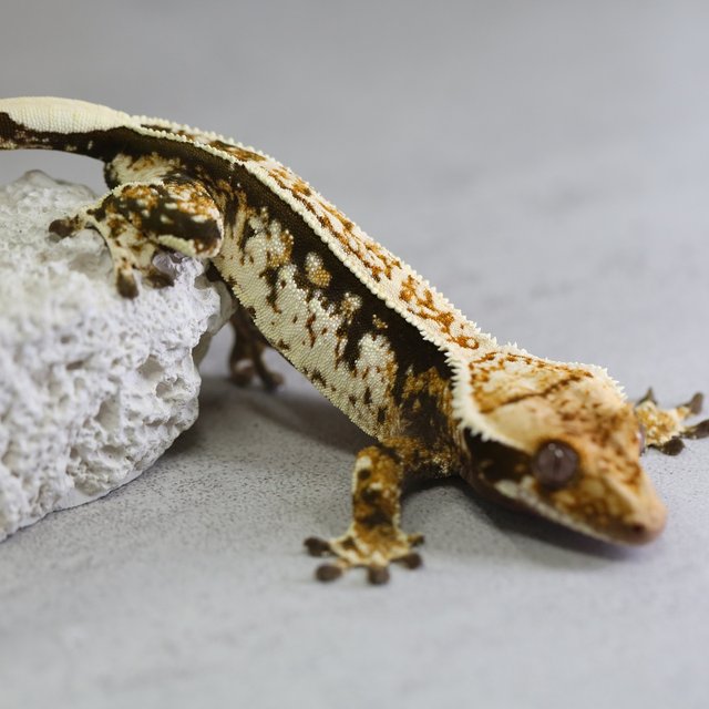 노멀 트라이 핀스트라이프 텐저린