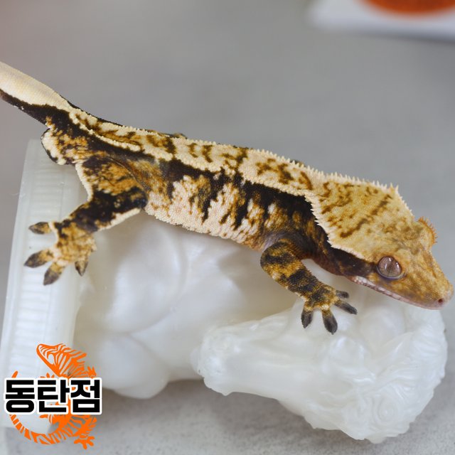 Normal Tri Extreme Harlequin Tangerine