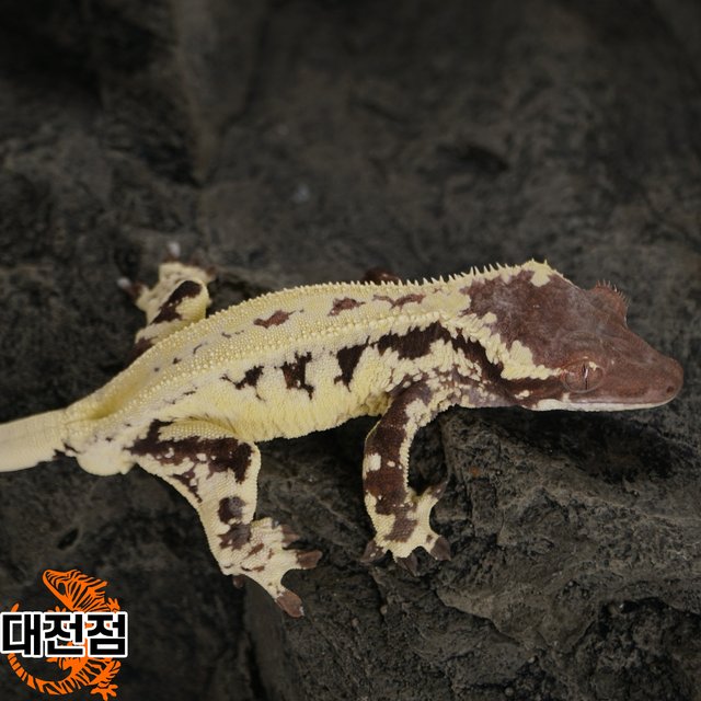 카푸치노 프라푸치노 릴리화이트 트라이