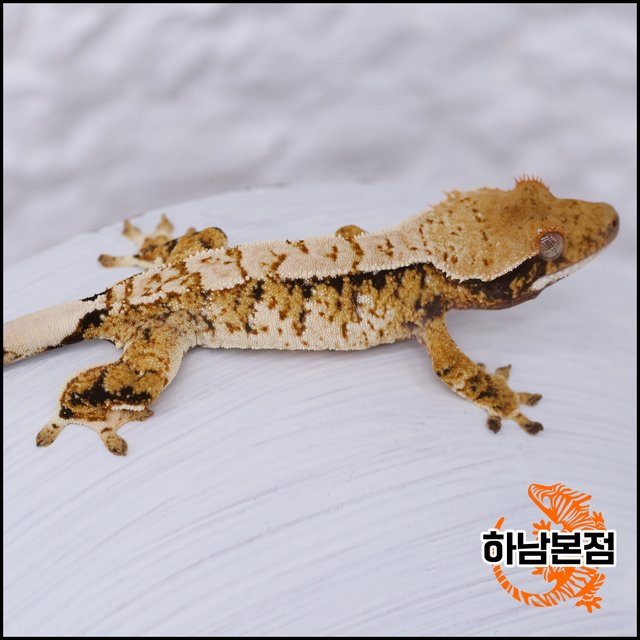Tri Extreme Harlequin White Spot