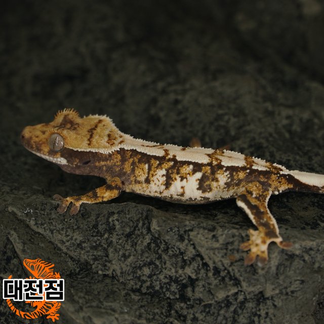 Normal Tri White Crown White Porthole Extreme Harlequin White Spot