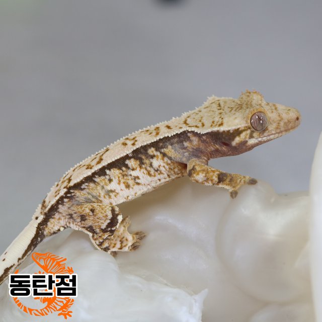 노멀 트라이 익스트림할리퀸 화이트스팟 텐저린