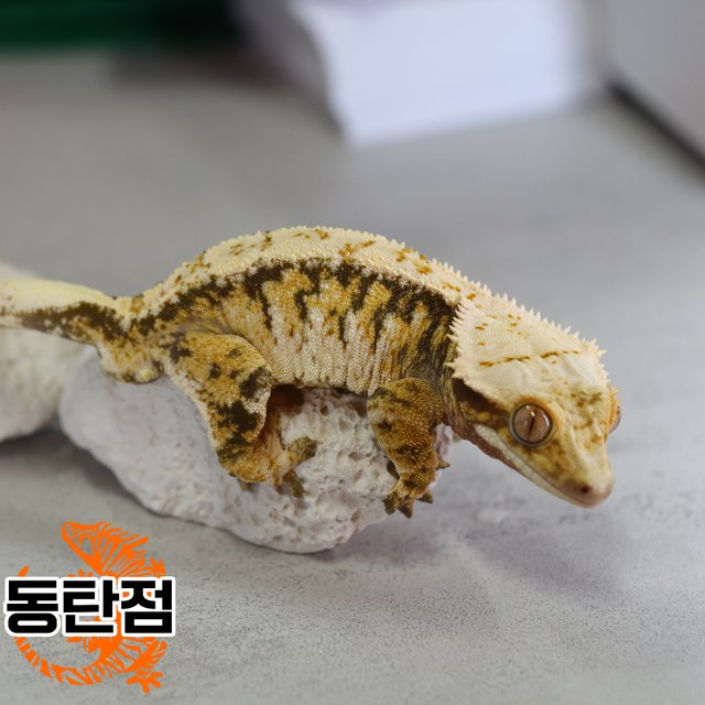 노멀 트라이 익스트림할리퀸 텐저린 화이트핀