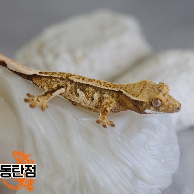 노멀 트라이 익스트림할리퀸 텐저린